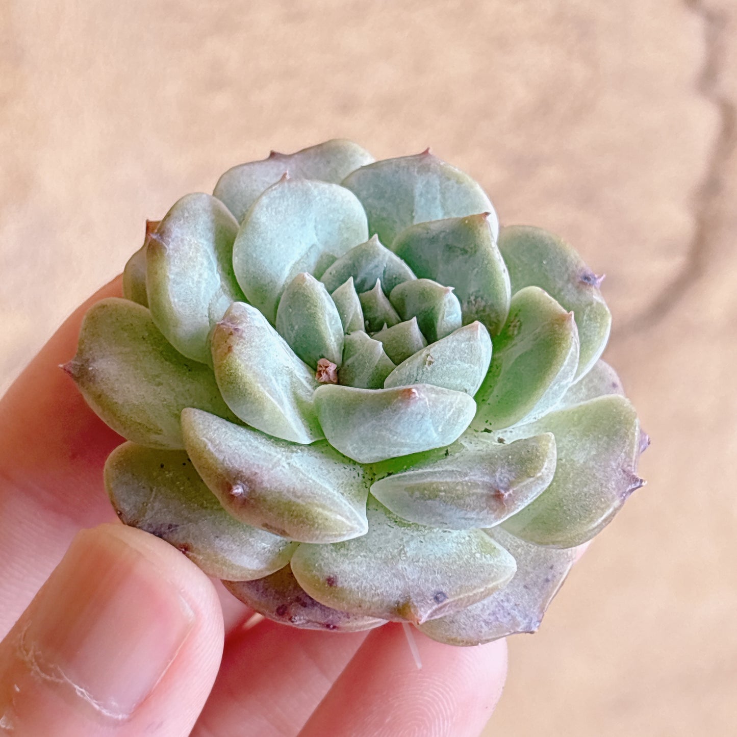 多肉植物
