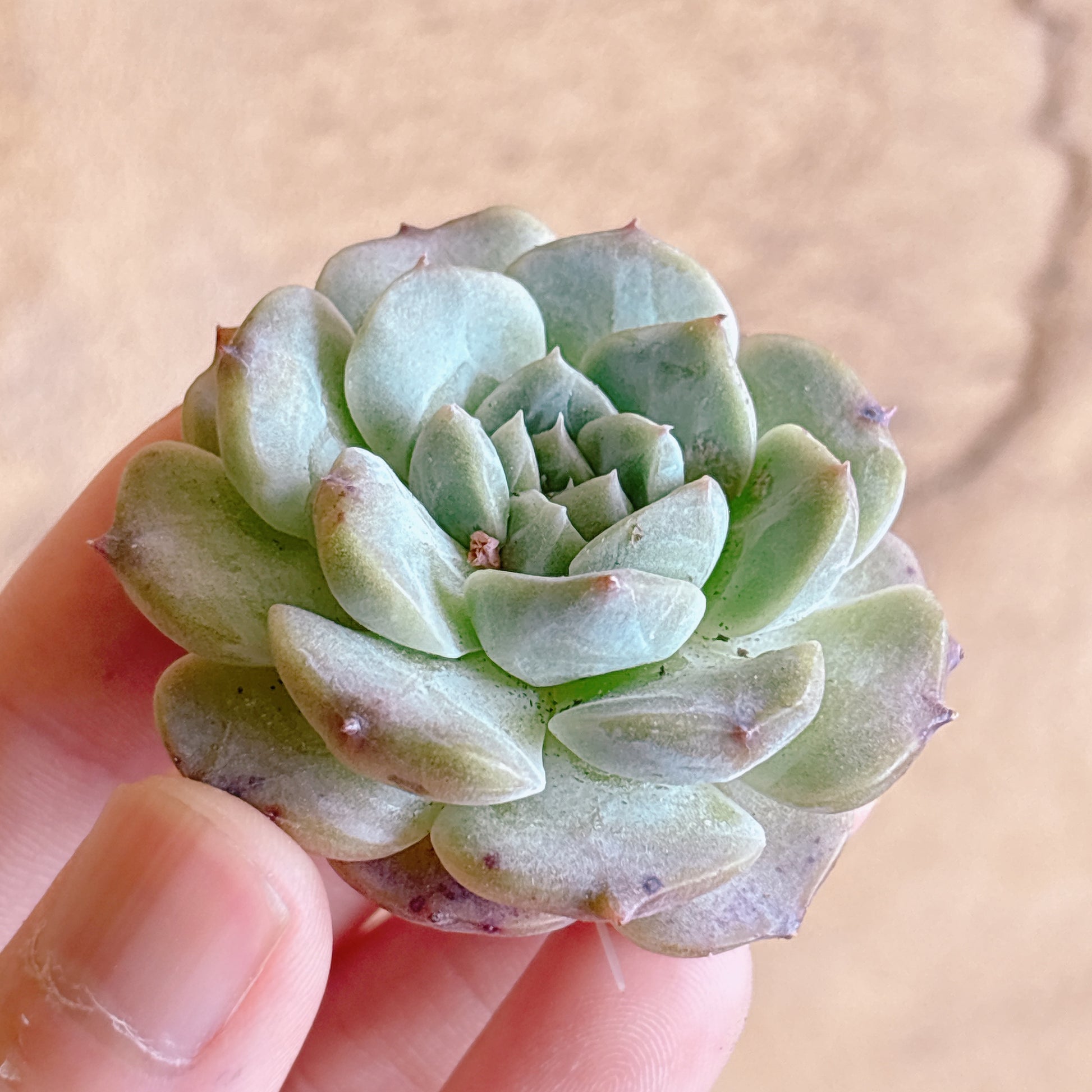 多肉植物