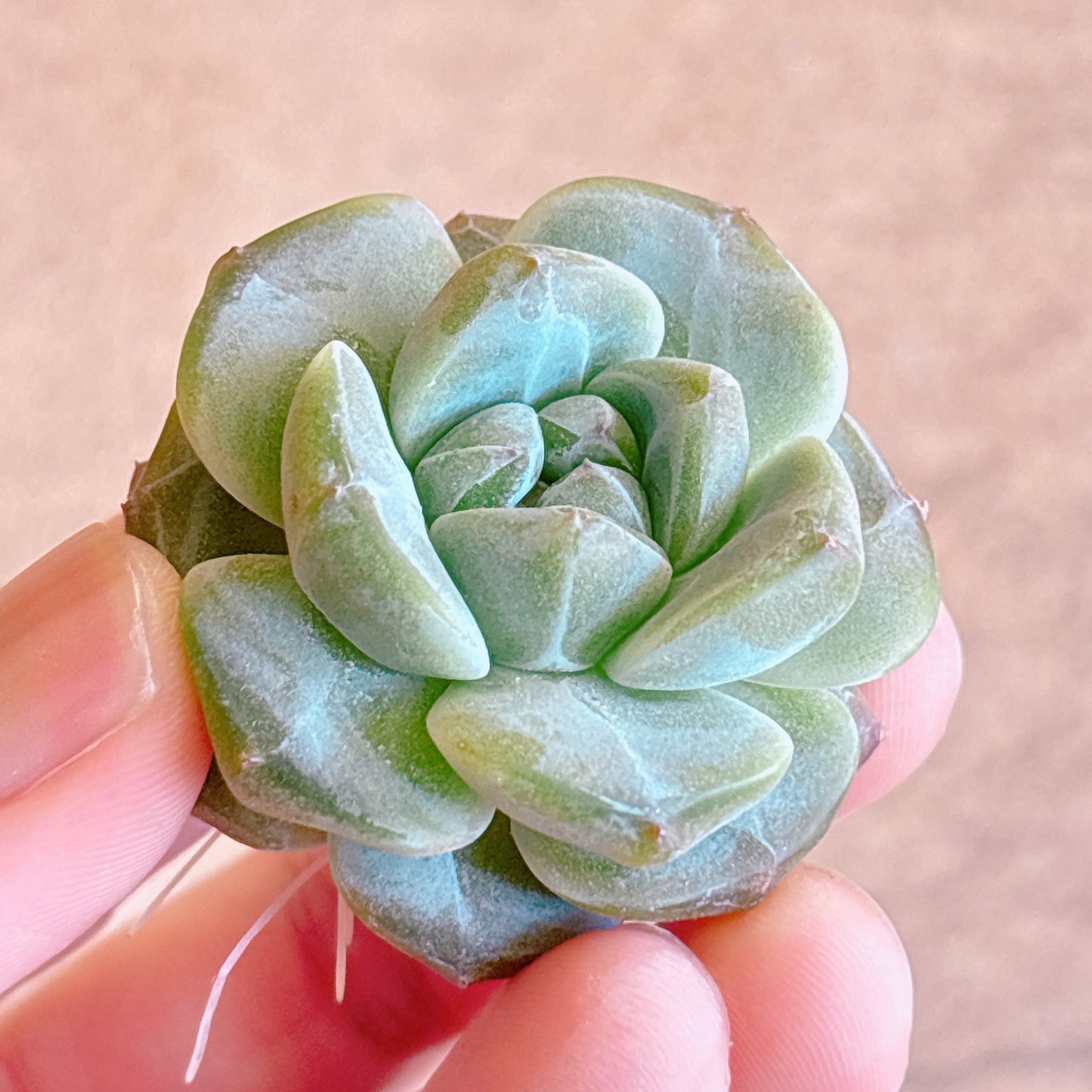 多肉植物