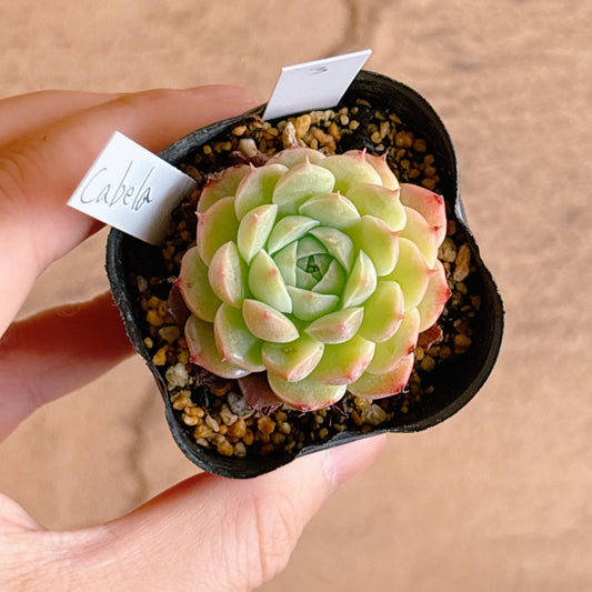 多肉植物