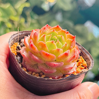 多肉植物