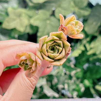 多肉植物