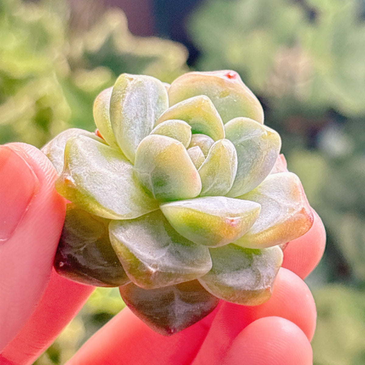 多肉植物