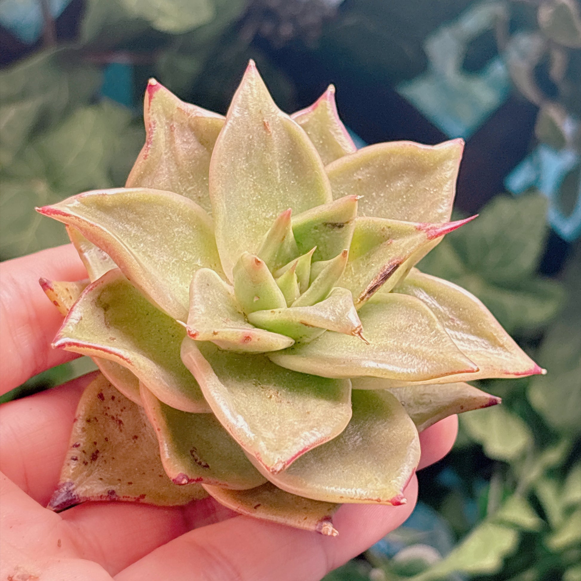 多肉植物