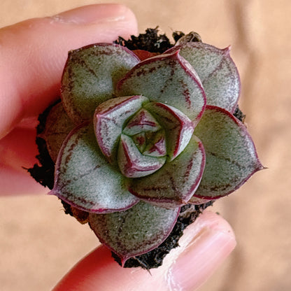 多肉植物