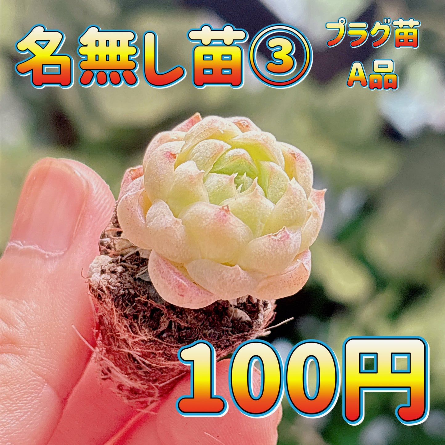 名無し苗３　A品　プラグ苗
