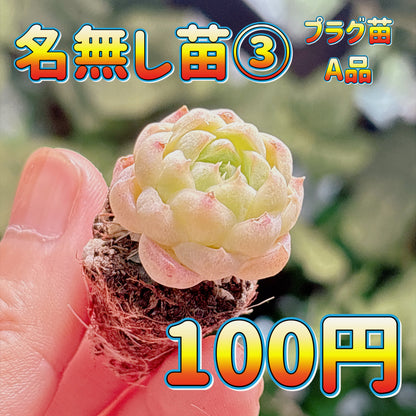 名無し苗３　A品　プラグ苗