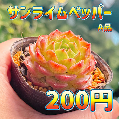 サンライムペッパー　A品　根付き苗
