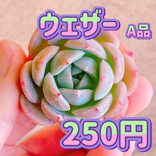 ウェザー　A品　カット苗