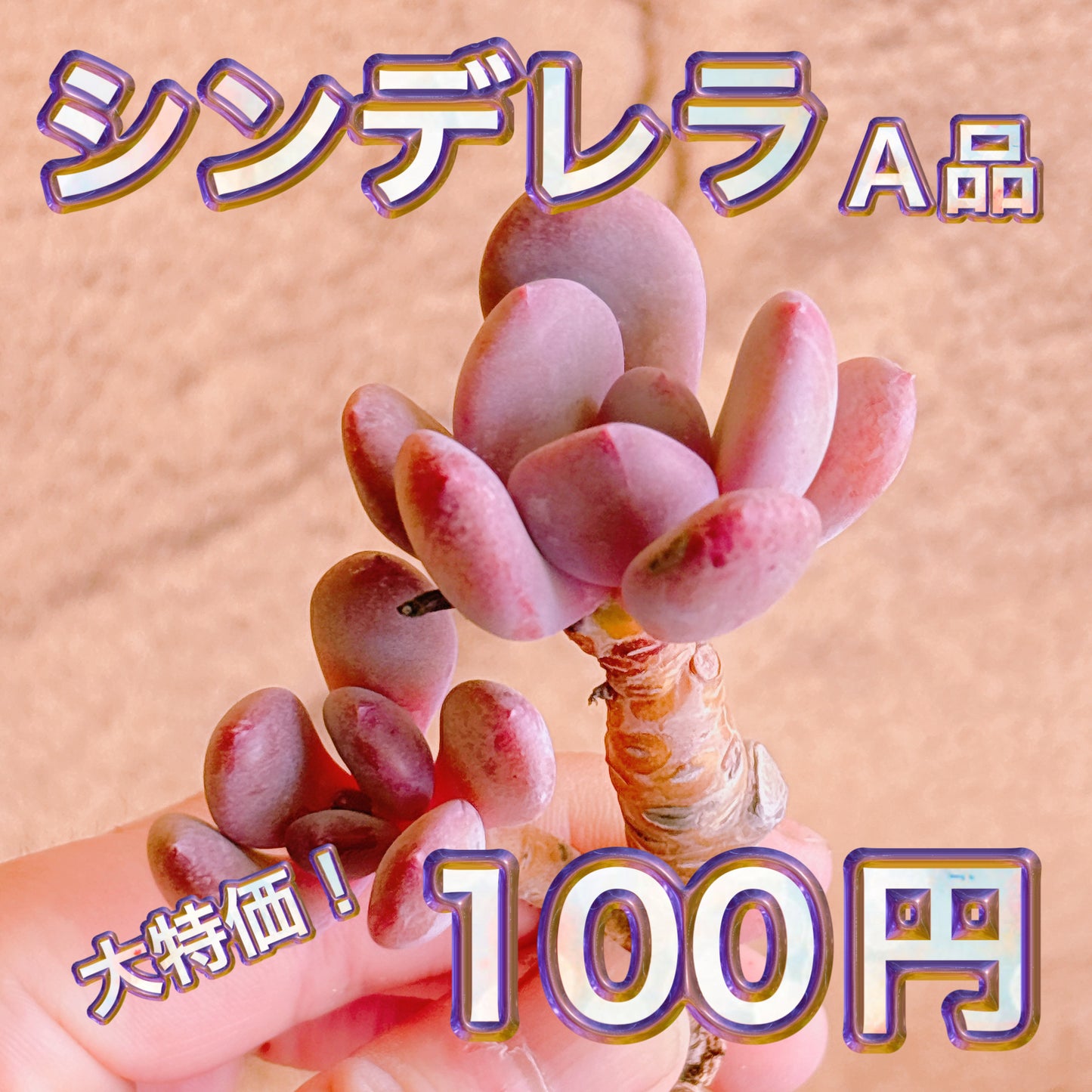 シンデレラ　A品　カット苗