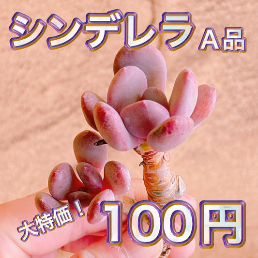 シンデレラ　A品　カット苗