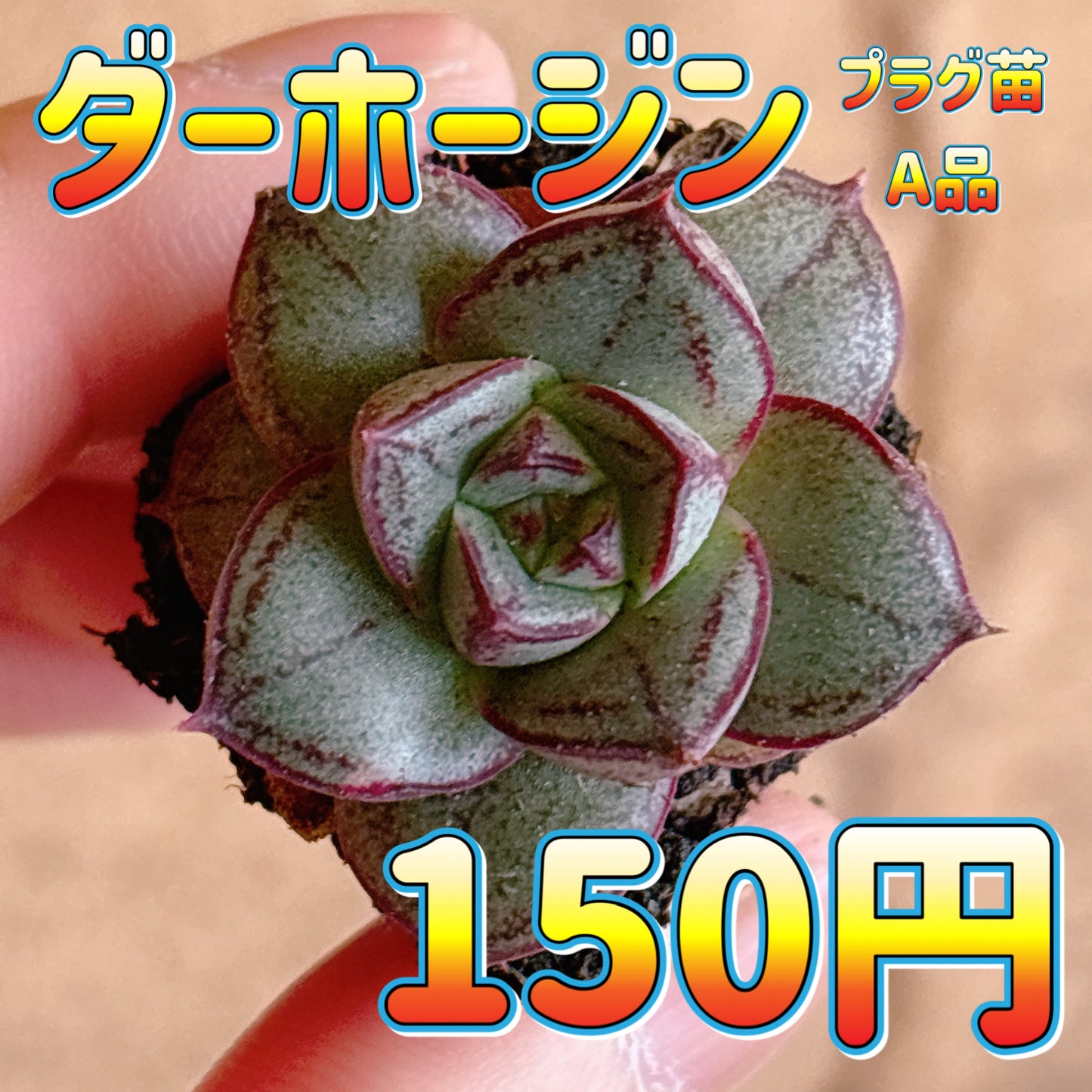 ダーホージン　A品　プラグ苗