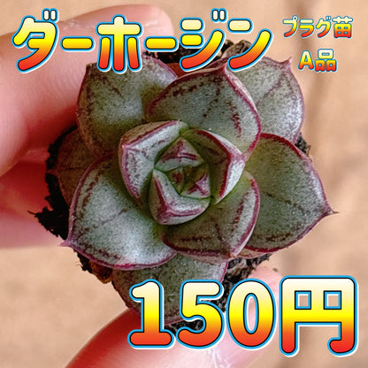 ダーホージン　A品　プラグ苗