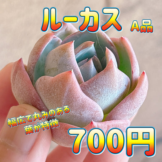 ルーカス　A品　カット苗