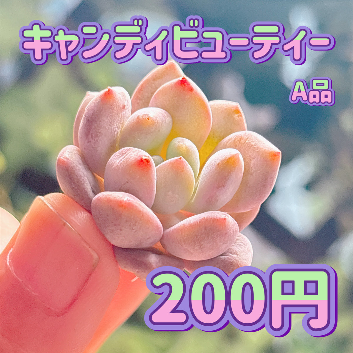 キャンディビューティー　A品　カット苗