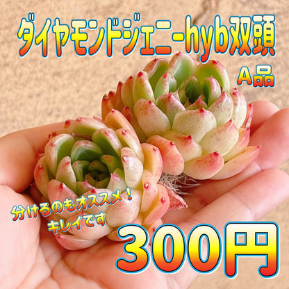 ダイヤモンドジェニーhyb双頭　A品　カット苗