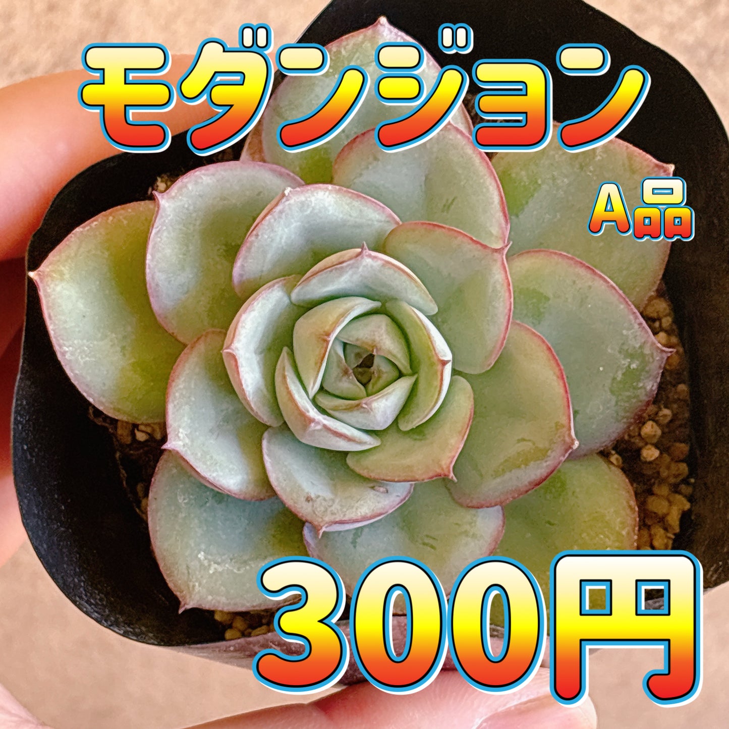 モダンジョン　A品　根付き苗