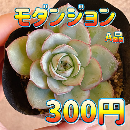 モダンジョン　A品　根付き苗