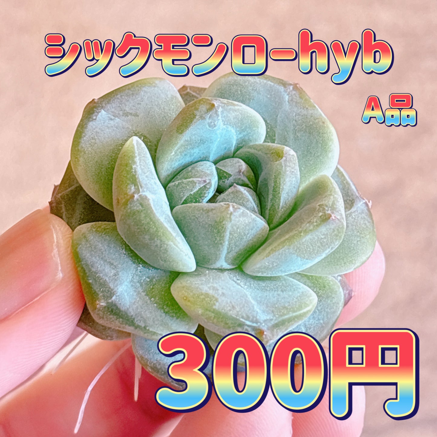 シックモンローhyb　A品　カット苗