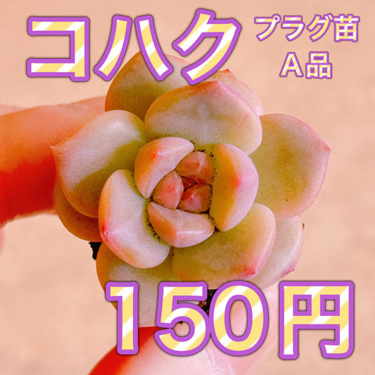 コハク　A品　プラグ苗