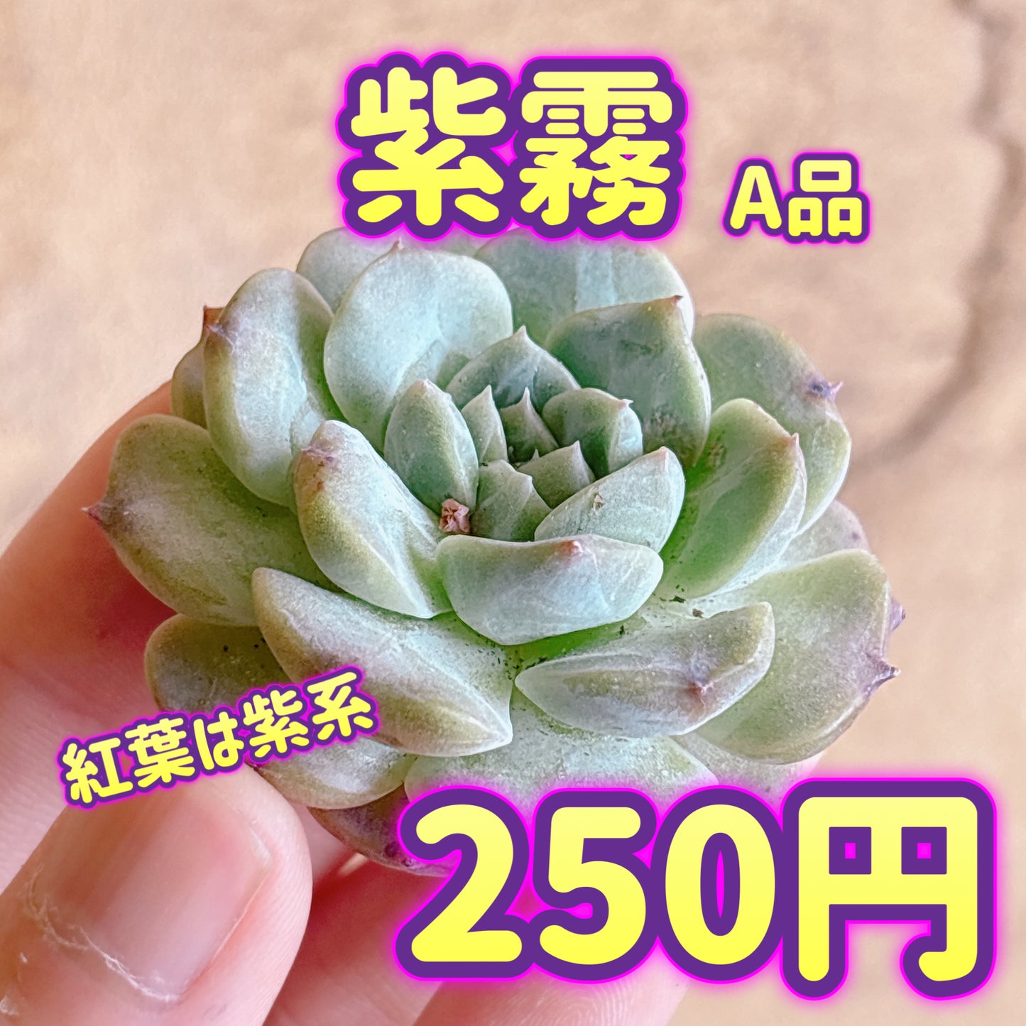 紫霧　A品　カット苗