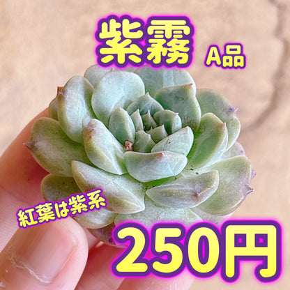 紫霧　A品　カット苗