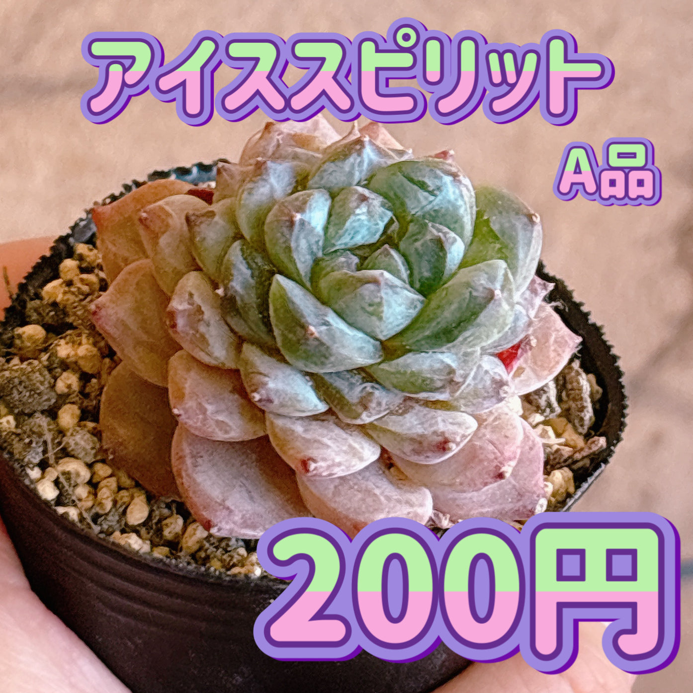 アイススピリット　A品　根付き苗