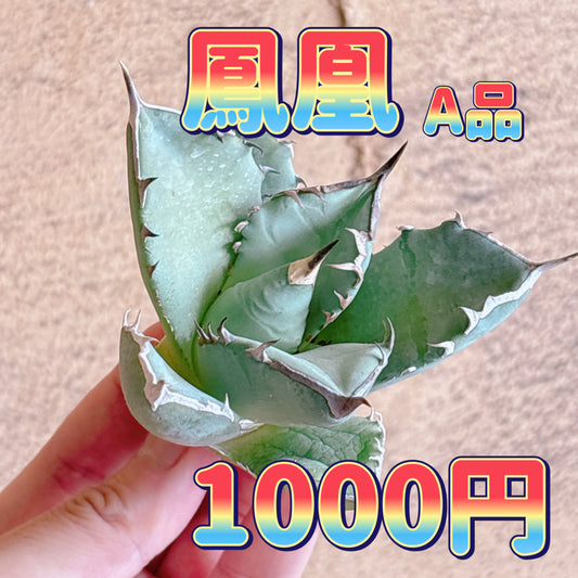 鳳凰　A品　カット苗