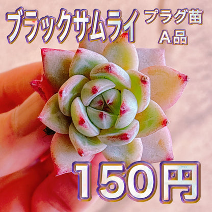 ブラックサムライ　A品　プラグ苗