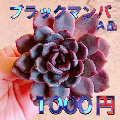 ブラックマンバ　A品　カット苗
