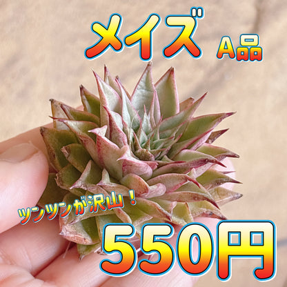 メイズ　A品　カット苗