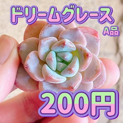 ドリームグレース　A品　カット苗