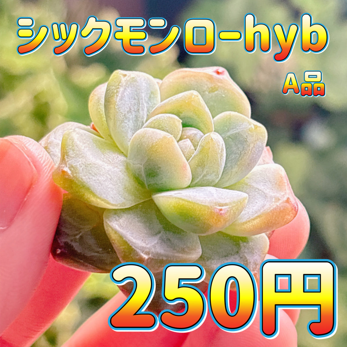 シックモンローhyb　A品　カット苗