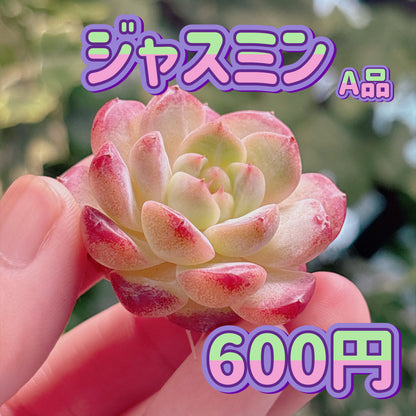 ジャスミン　A品　カット苗