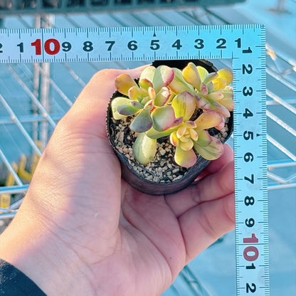ミニベル錦　A品　根付き苗