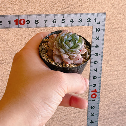 アイススピリット　A品　根付き苗