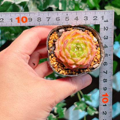 サンライムペッパー　A品　根付き苗