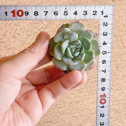 紫霧　A品　カット苗