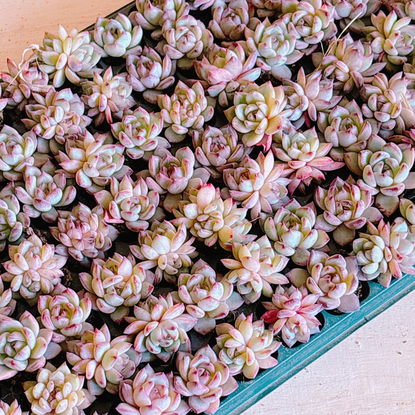 ブラックサムライ　A品　プラグ苗