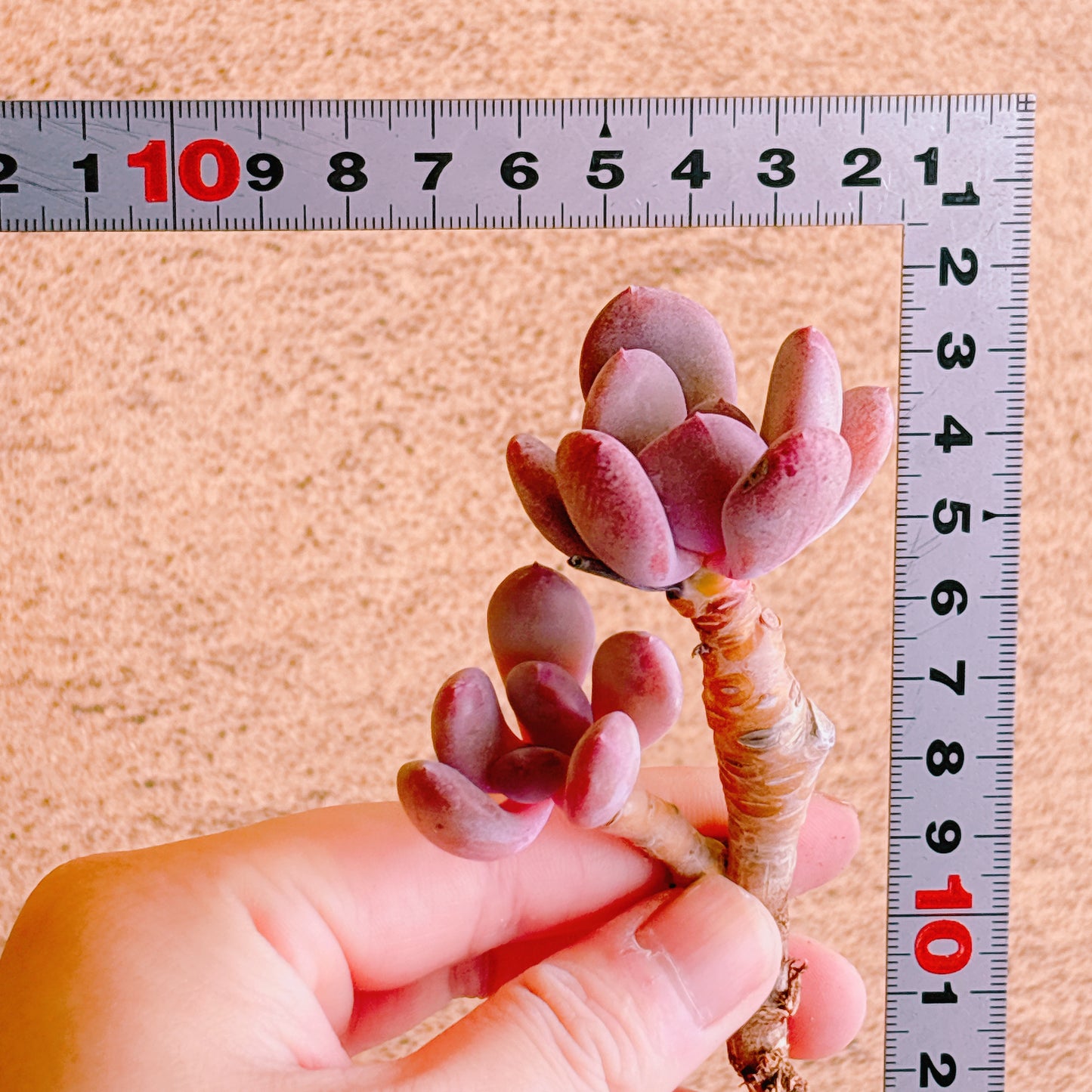 シンデレラ　A品　カット苗