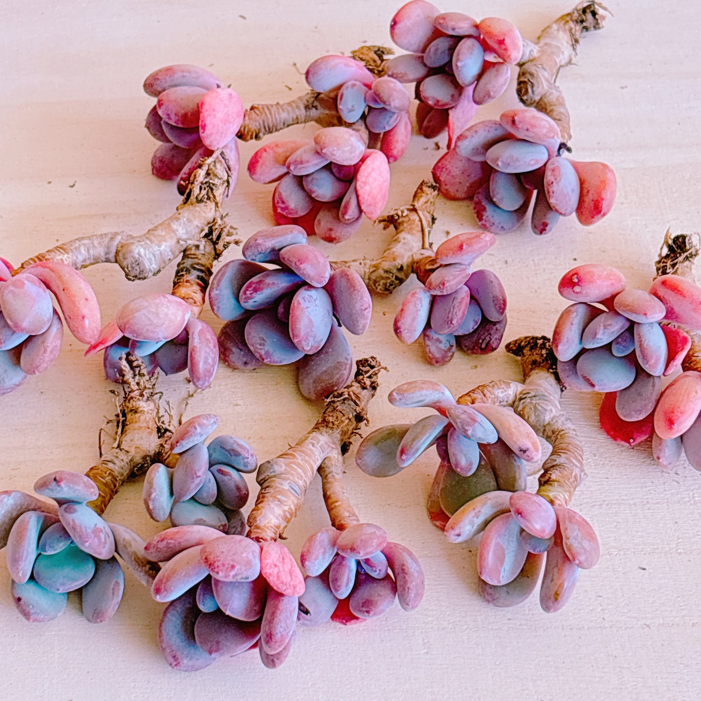 シンデレラ　A品　カット苗