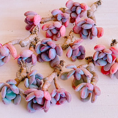 シンデレラ　A品　カット苗