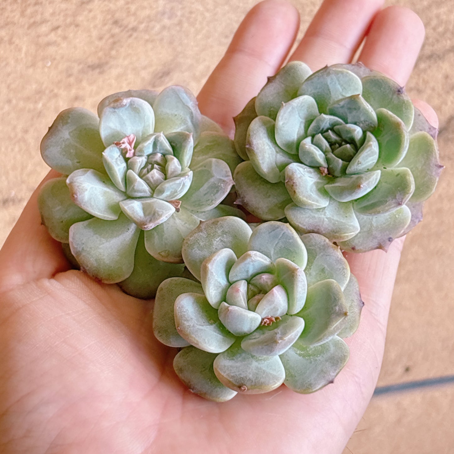 紫霧　A品　カット苗