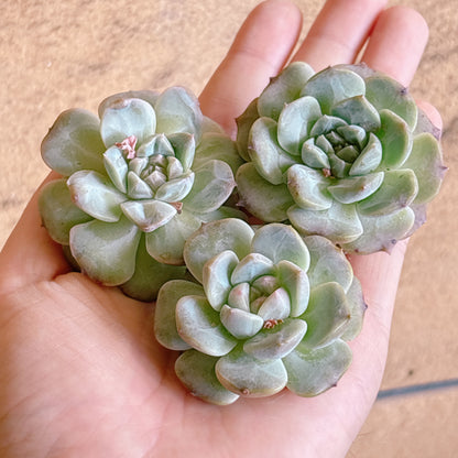 紫霧　A品　カット苗