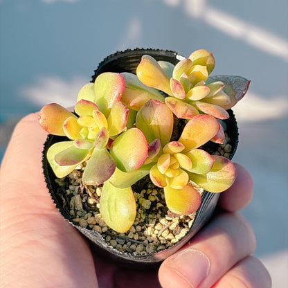 ミニベル錦　A品　根付き苗