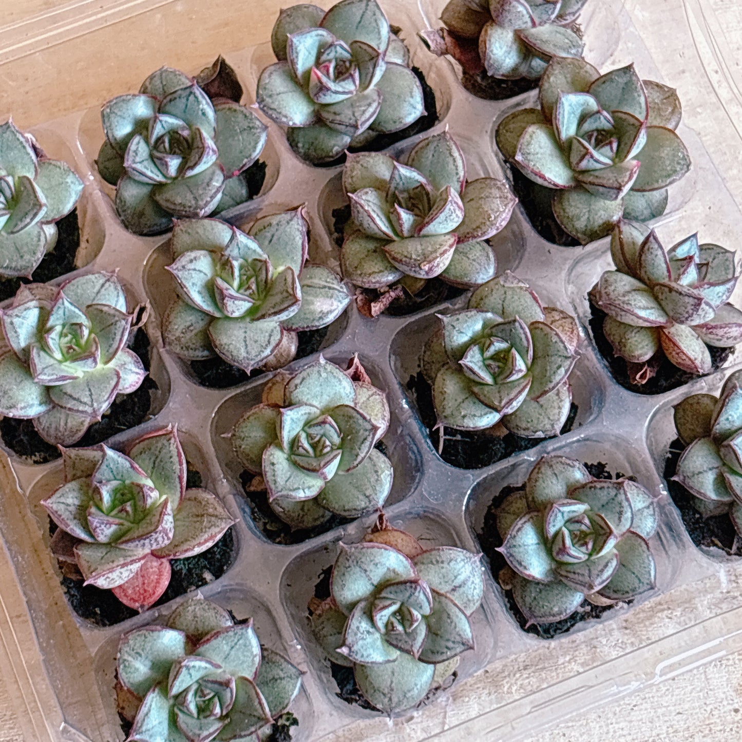 ダーホージン　A品　プラグ苗