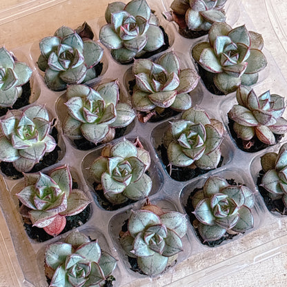 ダーホージン　A品　プラグ苗