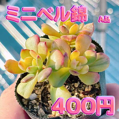 ミニベル錦　A品　根付き苗