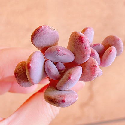 シンデレラ　A品　カット苗