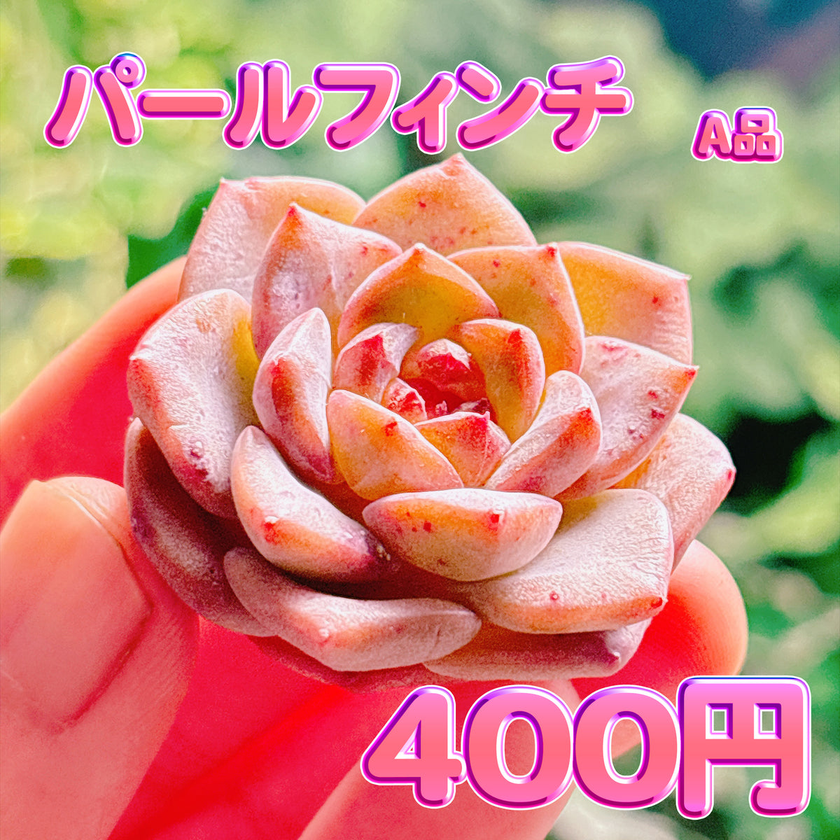 パールフィンチ　A品　カット苗